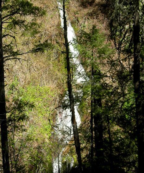 Spruce trib Cascade