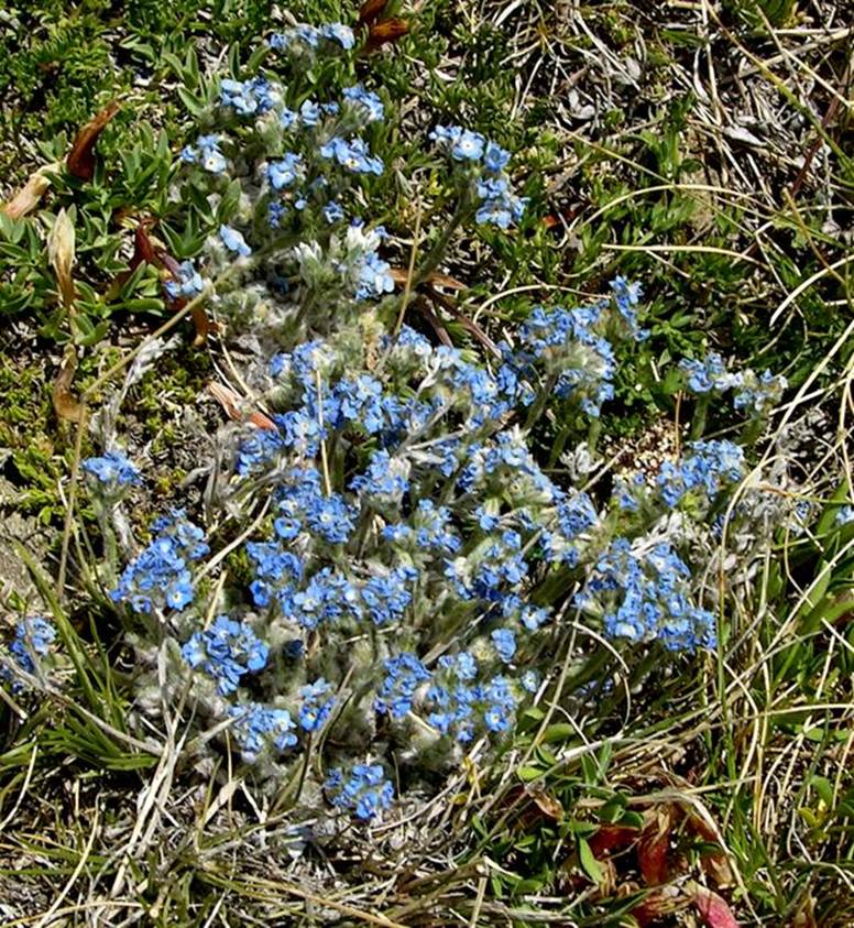 Forget-Me-Nots