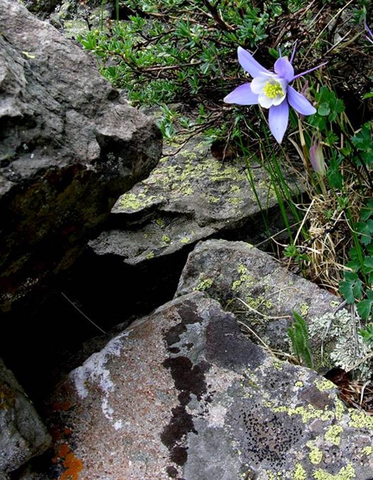 Columbine